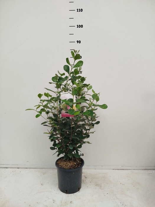 <h4>Fruitbomen en -heesters ov</h4>