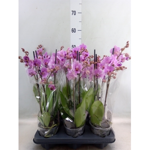 Phalaenopsis multi.   ...rose