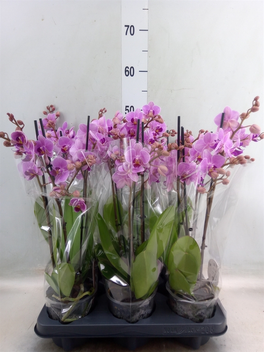<h4>Phalaenopsis multi.   ...rose</h4>