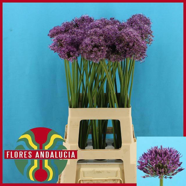 <h4>Allium Gladiator</h4>