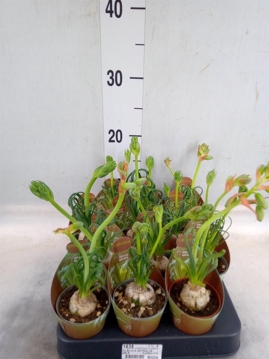 <h4>Cactus   ...</h4>