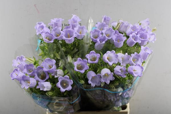 <h4>Campanula Lavendel Waal</h4>