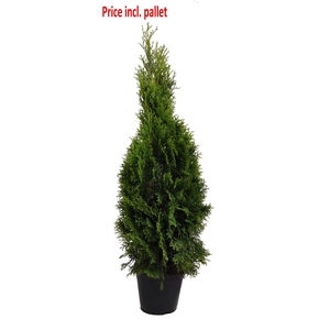 Thuja occ. Smaragd, plantmaat 80-100 cm - Rondgestoken - PALLET
