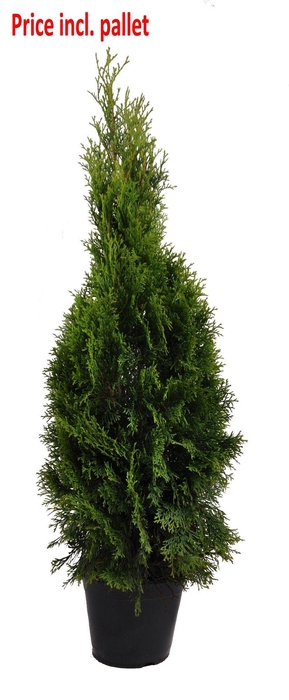 <h4>Thuja occ. Smaragd, plantmaat 80-100 cm - Rondgestoken - PALLET</h4>