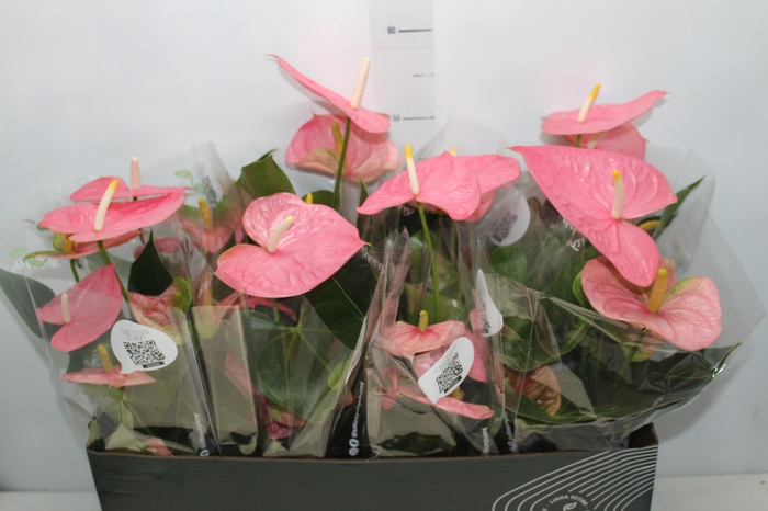 <h4>ANTHURIUM P15 ROSA</h4>