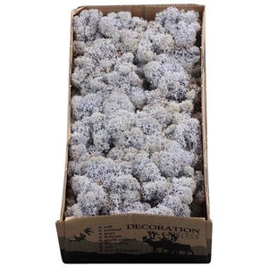 Ijslandmos (reindeer) Lavendel