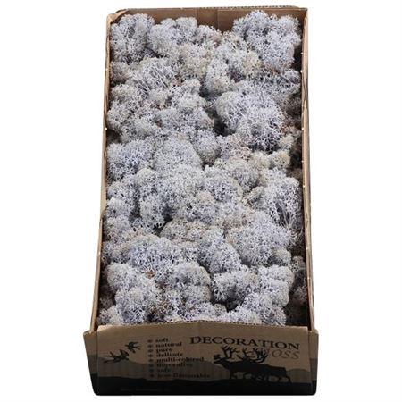 <h4>Ijslandmos (reindeer) Lavendel</h4>