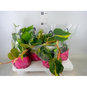 Epipremnum pinn.   HG  ...mix