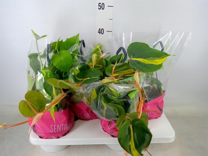 <h4>Epipremnum pinn.   HG  ...mix</h4>