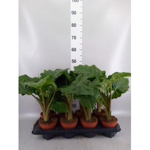 Alocasia  'Low Rider'
