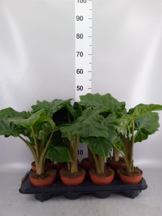 <h4>Alocasia  'Low Rider'</h4>