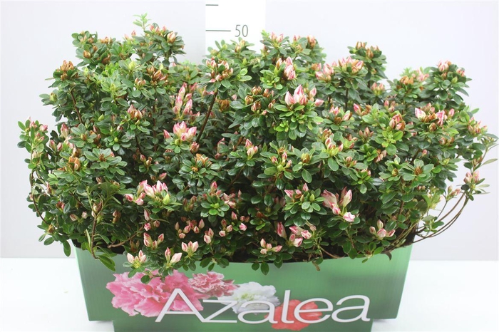 <h4>Rhododendron Si Fluostern</h4>