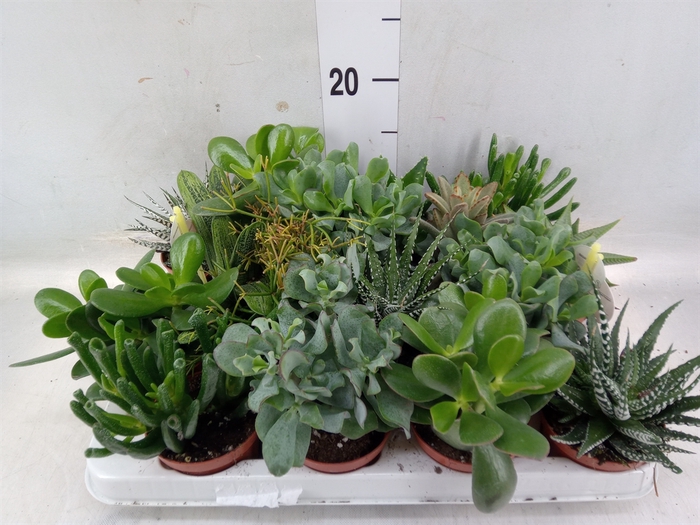 <h4>Crassula   ...mix</h4>