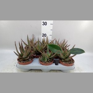 Aloe   ...