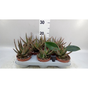 Aloe   ...