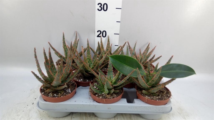 <h4>Aloe   ...</h4>
