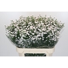 Aster White Gypsy