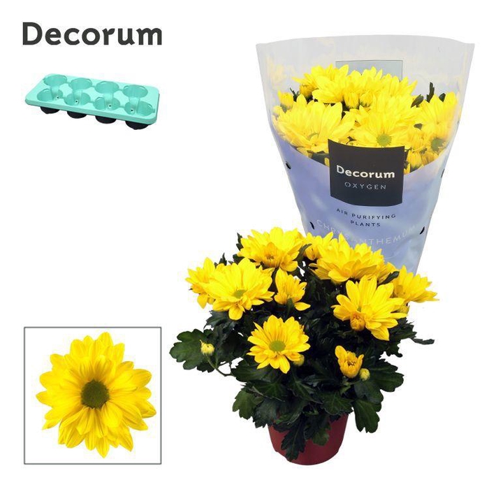 <h4>Chrysanne® Margarita Yellow</h4>