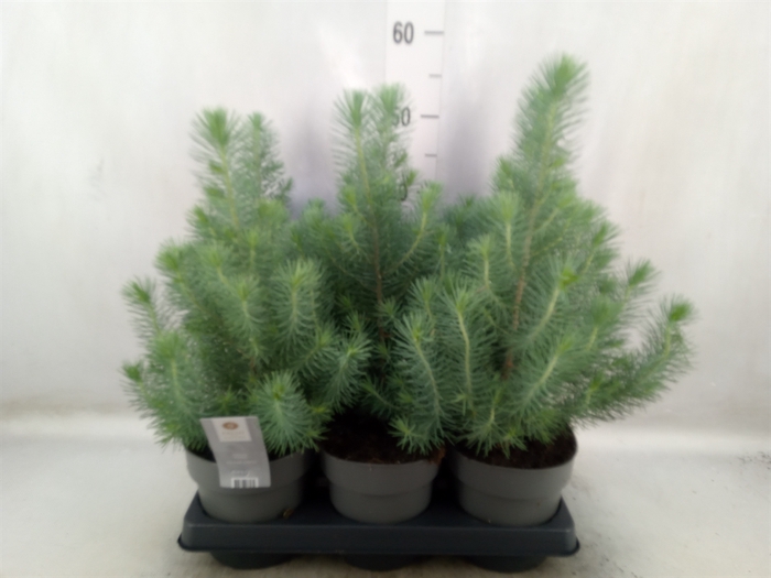 <h4>Pinus pinea 'Silver Crest'</h4>