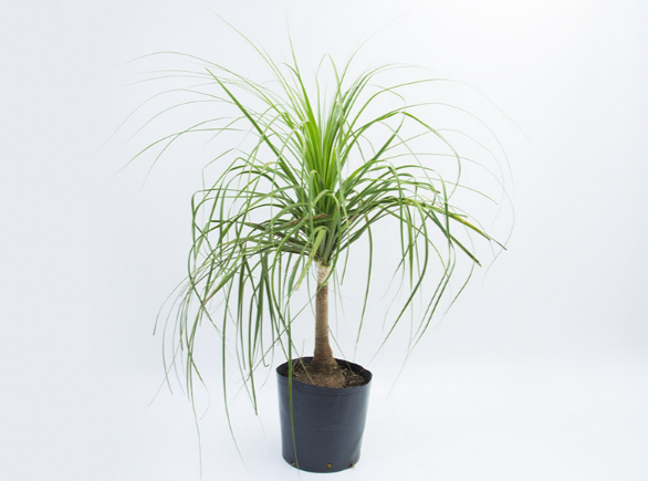 <h4>BEAUCARNEA RECURVATA TR 50L</h4>