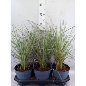 Calamagrostis acutifl. 'Overdam'