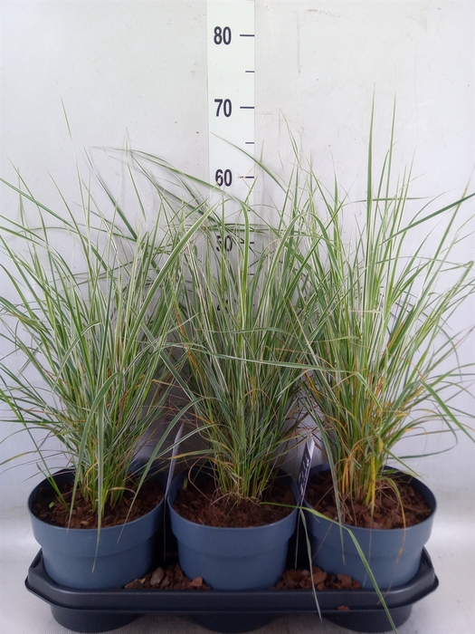 <h4>Calamagrostis acutifl. 'Overdam'</h4>