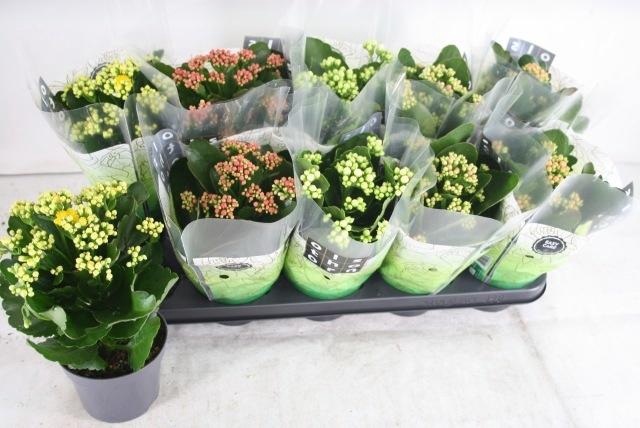 <h4>KAL GE GEM 5 KL</h4>