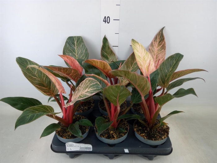 <h4>Philodendron   ...</h4>