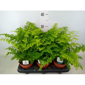Adiantum raddi. 'Fritz-Luthi'