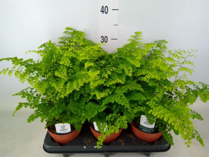 <h4>Adiantum raddi. 'Fritz-Luthi'</h4>