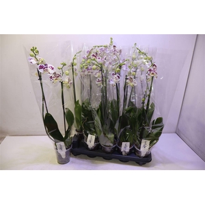 Phal Ov Spikkel White