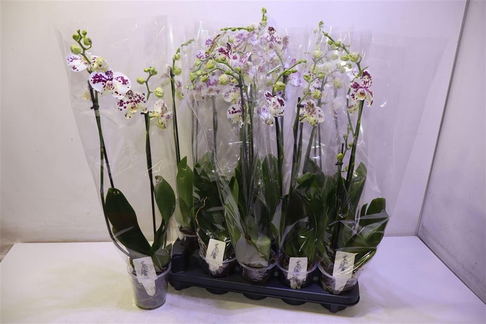 <h4>Phal Ov Spikkel White</h4>