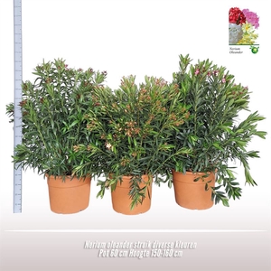 Nerium oleander struik
