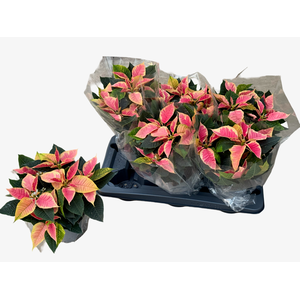 EUPHOR P CHR B MARBL