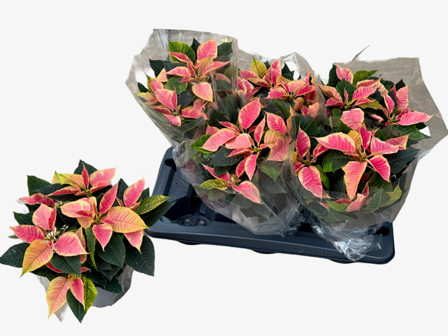 <h4>EUPHOR P CHR B MARBL</h4>