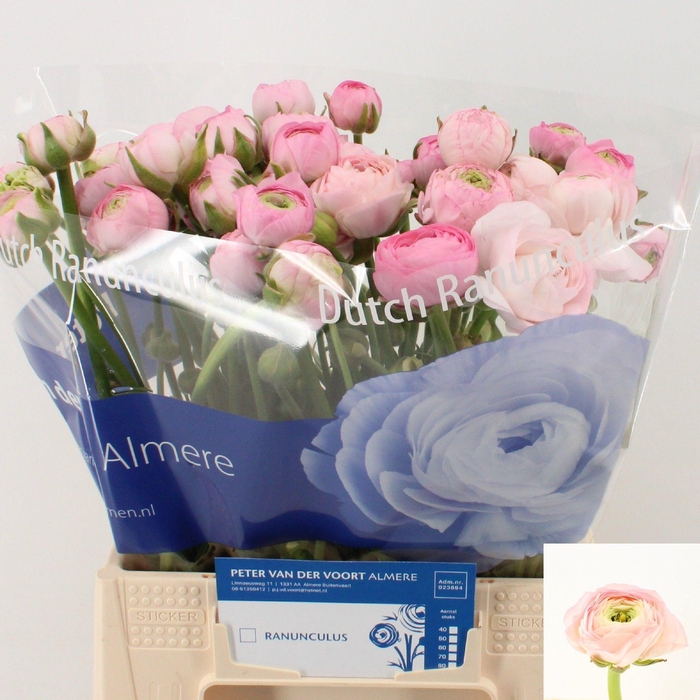 <h4>RAN AM MARSHMALLOW</h4>