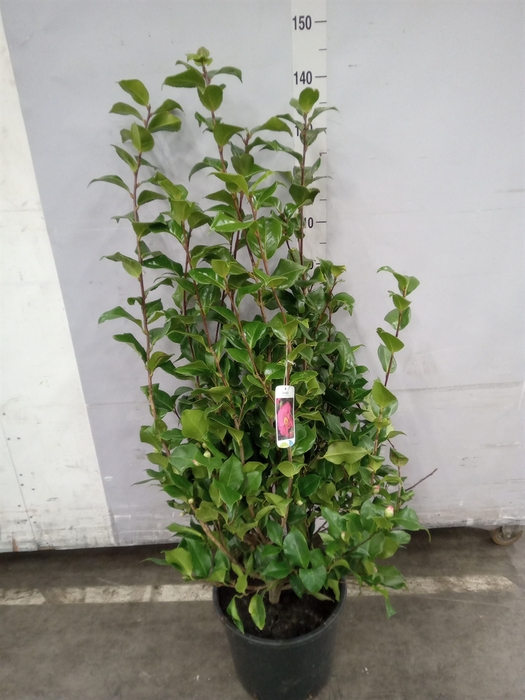 <h4>Camellia japonica 'Dr King'</h4>