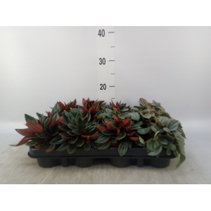 Peperomia   ...mix