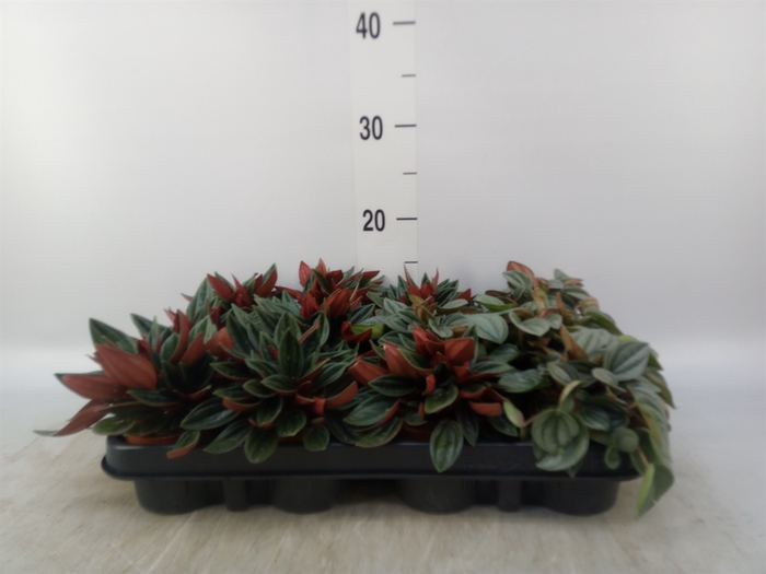 <h4>Peperomia   ...mix</h4>