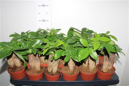 <h4>Pachira Aquatica</h4>