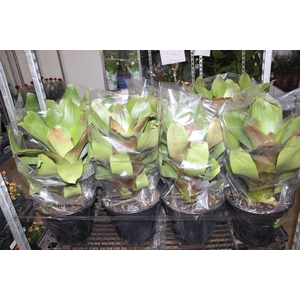 BROMELIA IMPERIAL P27 VERDE/VERMELHO