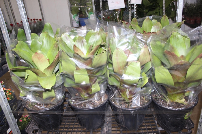 <h4>BROMELIA IMPERIAL P27 VERDE/VERMELHO</h4>