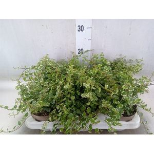 Ficus pumila 'White Sunny'