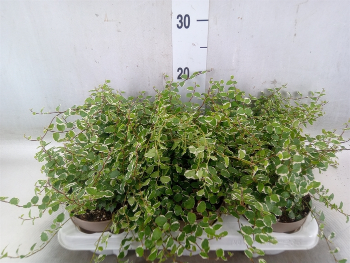 <h4>Ficus pumila 'White Sunny'</h4>