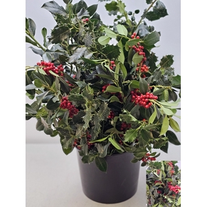 ILEX GROEN BES PB