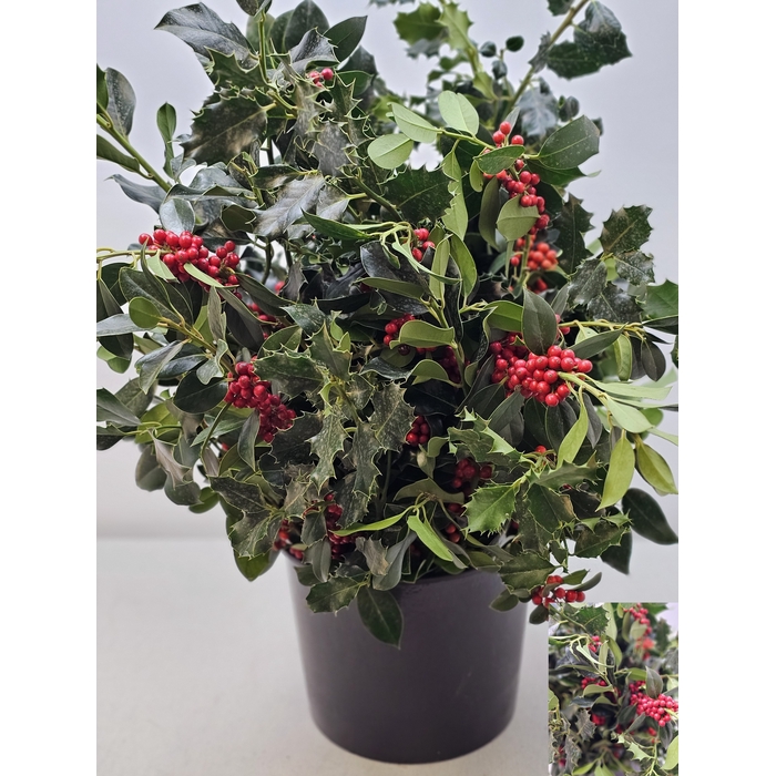 <h4>ILEX GROEN BES PB</h4>