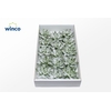 Echeveria White Snow Cutflower Wincx-10cm