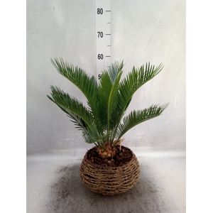 Cycas revoluta