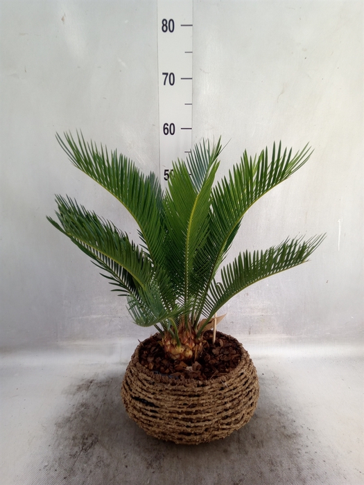 <h4>Cycas revoluta</h4>