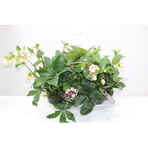 Helleborus Ice N Roses Picotee